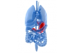 Anatomy3DRenders (71)