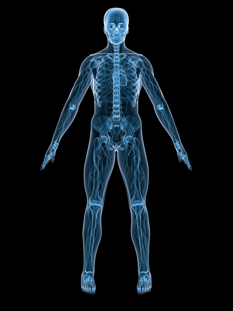 Anatomy3DRenders (78)