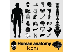 Human Anatomy 10