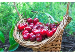 Ripe red cherries (3)