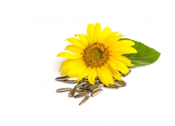 Sunflower oil with sunflower (7)