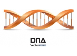 DNA(bio)־O(sh)Ӌ(j)